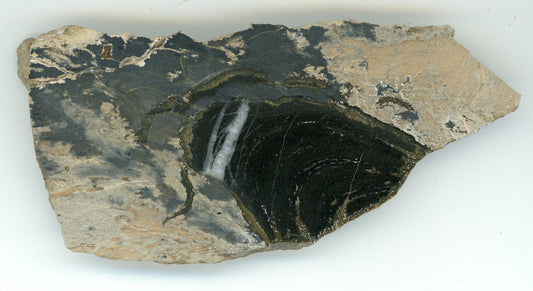 Stromatopora ve stínavsko-chabičovské břidlici
