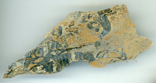 Shluk zachovalých zkamenělin ve stínavsko-chabičovské břidlici