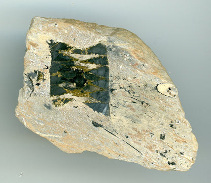 A preserved piece of lily stem in the Stínava-Chabičovské schist