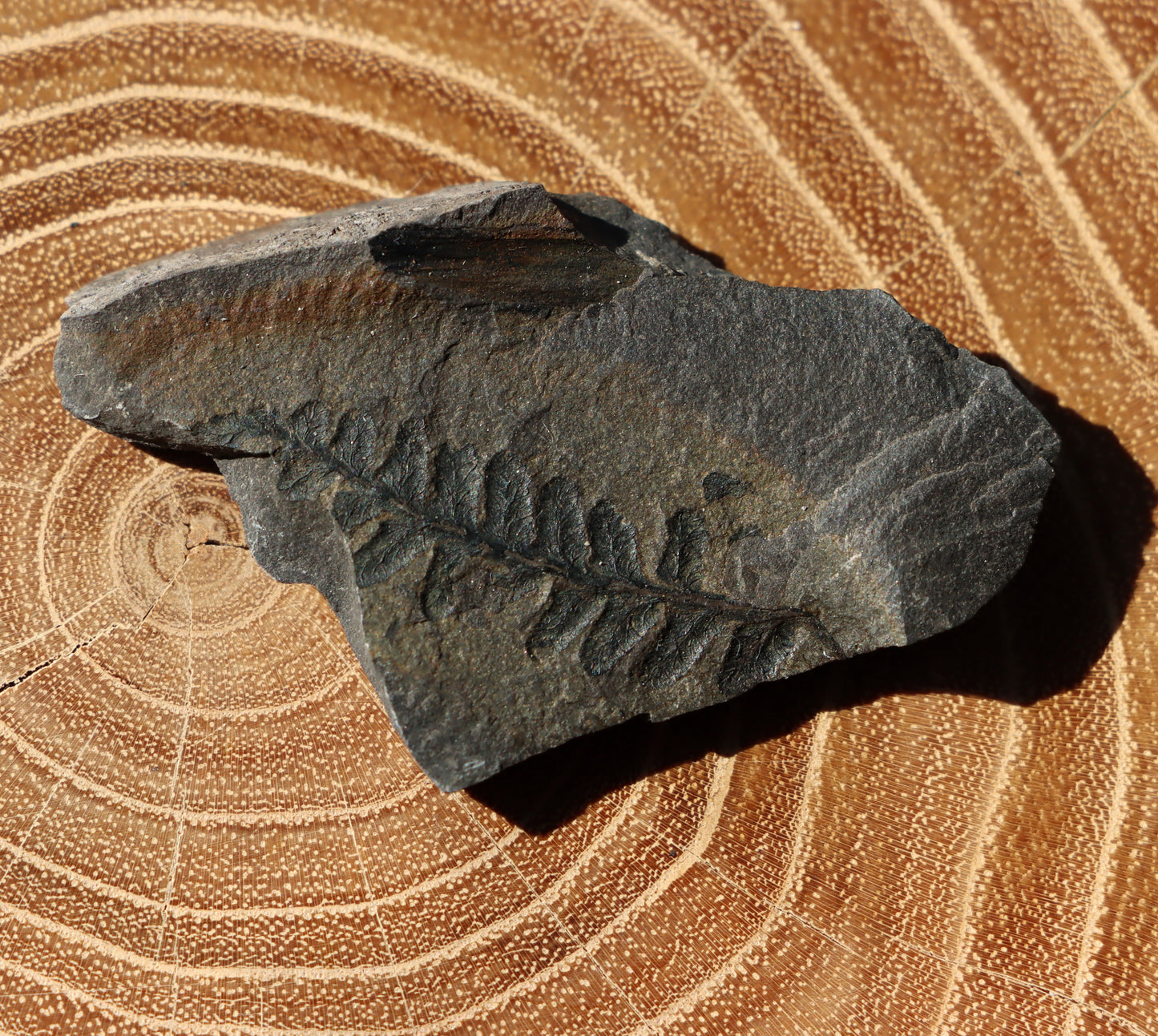 Alethopteris fern seed plant