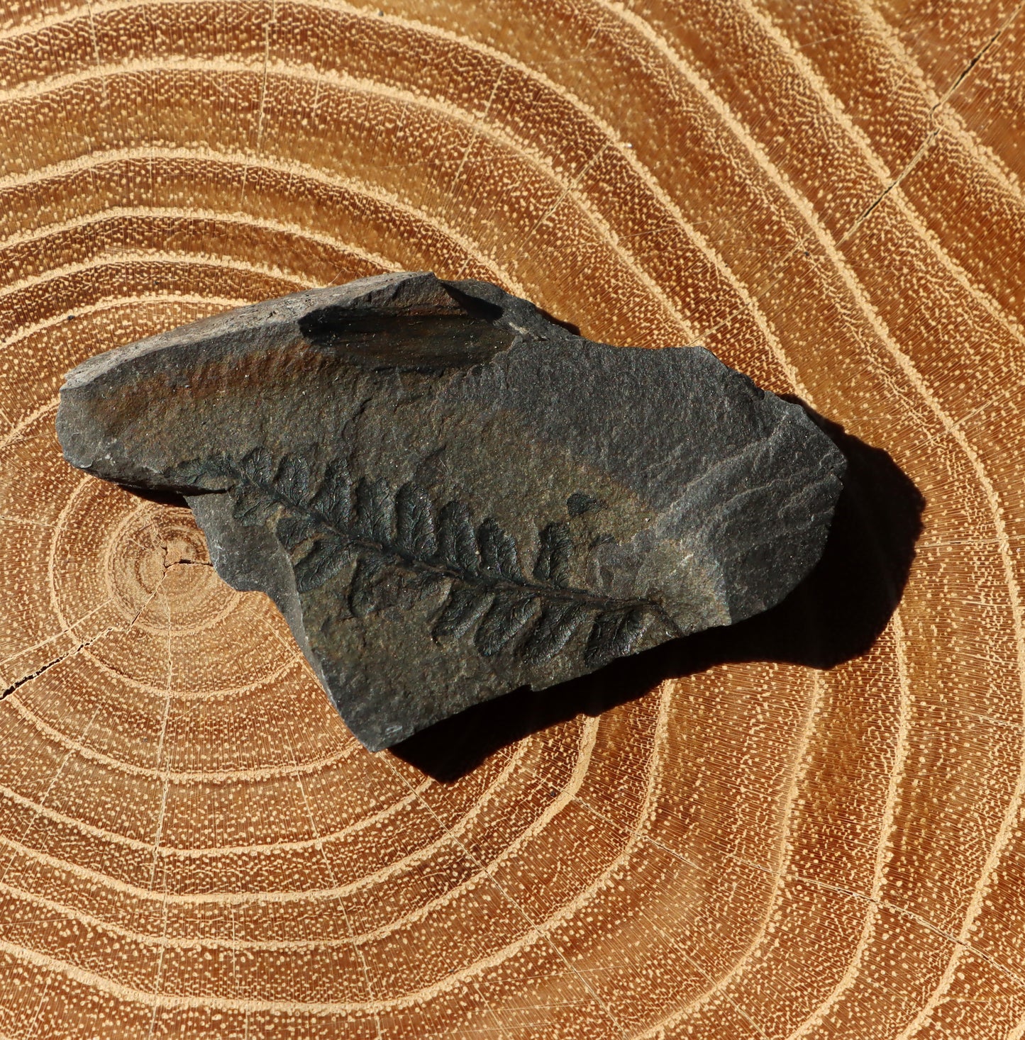 Alethopteris fern seed plant