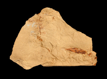 Sphenopteris Calamites Annularia