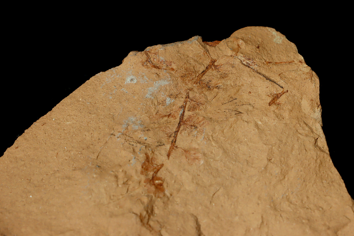 Sphenopteris Calamites Annularia