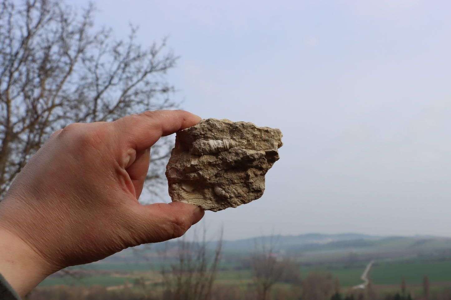 Mušle lastura Turritella Conus