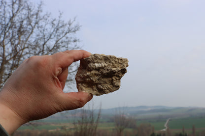 Mušle lastura Turritella Conus