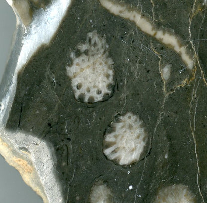 Limestone branched plate coral