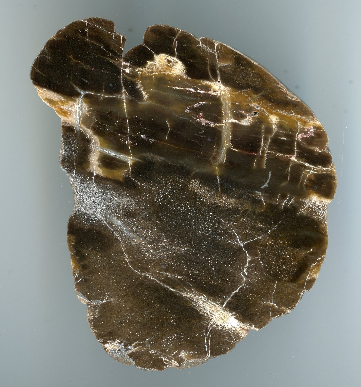 Araucarite