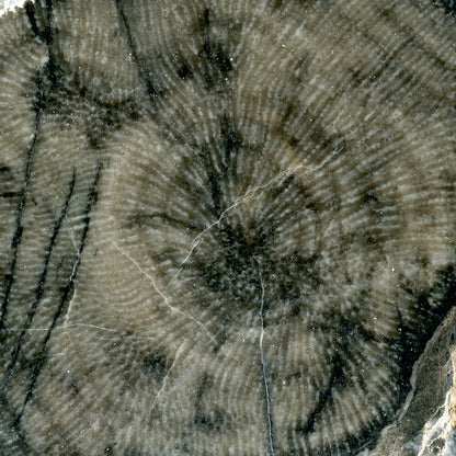 Limestone flaky coral