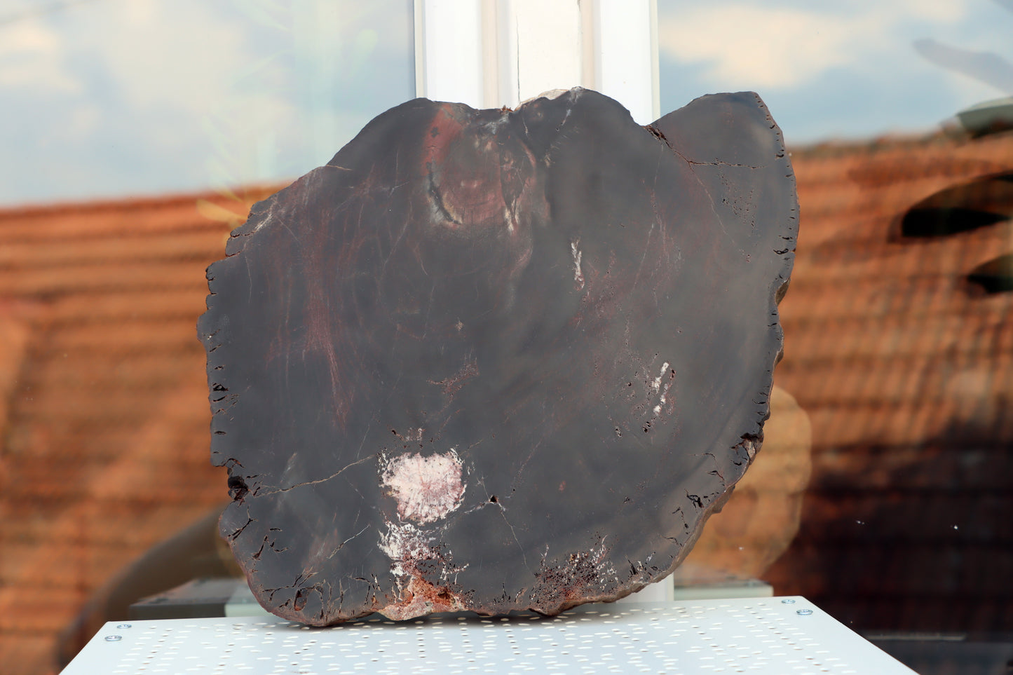 Araucarite trunk with center