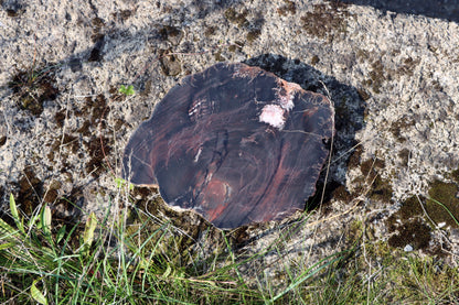 Araucarite trunk with center