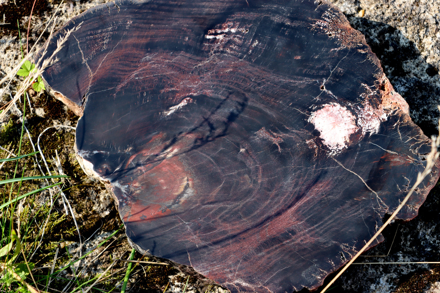 Araucarite trunk with center