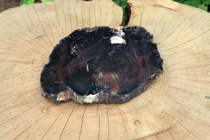 Araucarite trunk with center