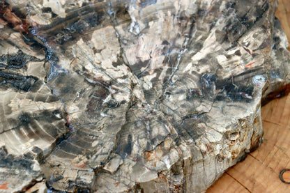 A giant araucarite