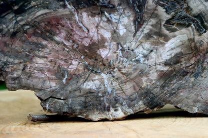 A giant araucarite