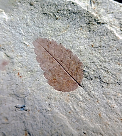 Zelkova, oak leaf impression