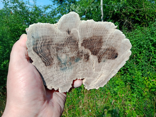 Petrified oak