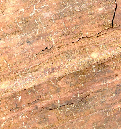 An imprint of the bark of the raft