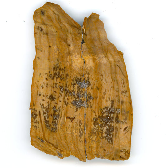 Paraphyllanthoxylon petrified wood