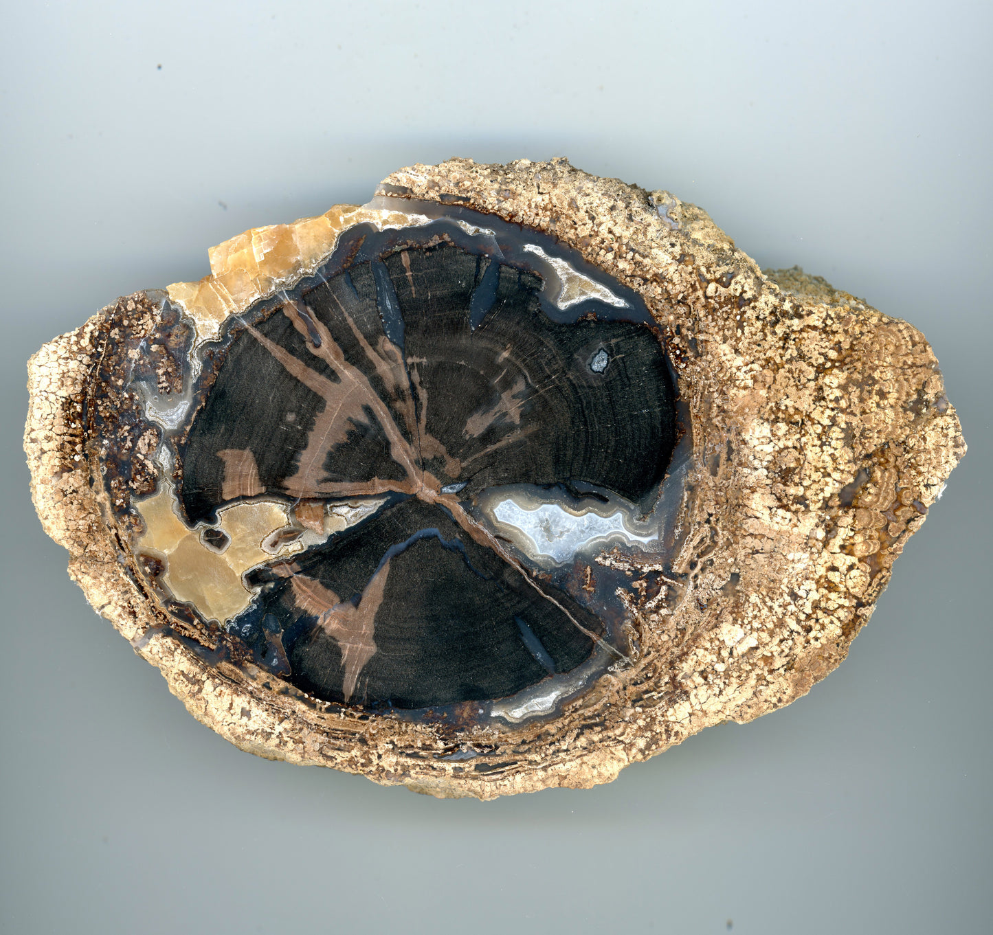 Zkřemenělý pepřovník Schinoxylon achát kalcit stromatolity prdelka