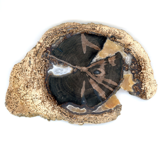 Zkřemenělý pepřovník Schinoxylon achát kalcit stromatolity