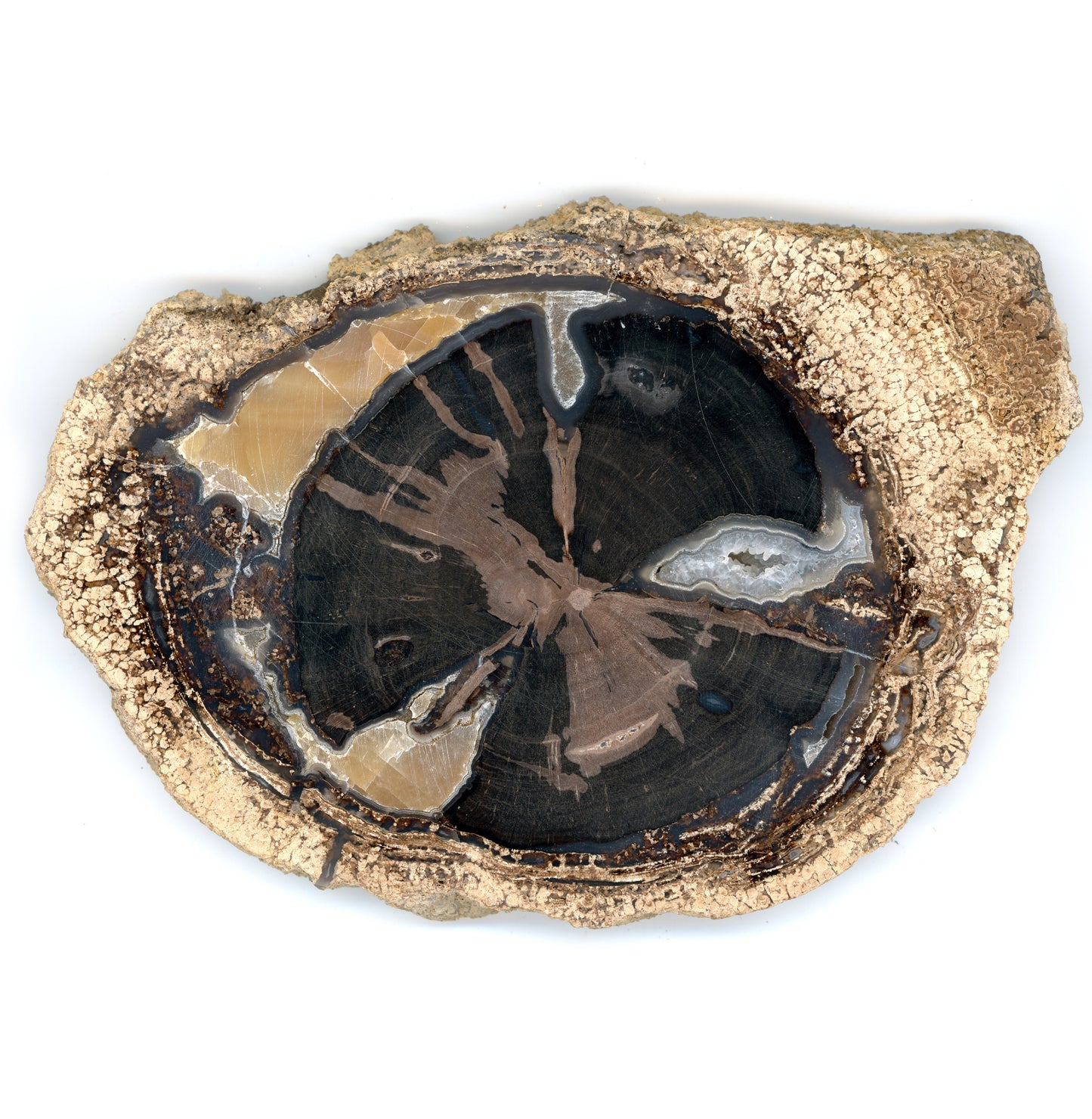 Zkřemenělý pepřovník Schinoxylon achát kalcit stromatolity