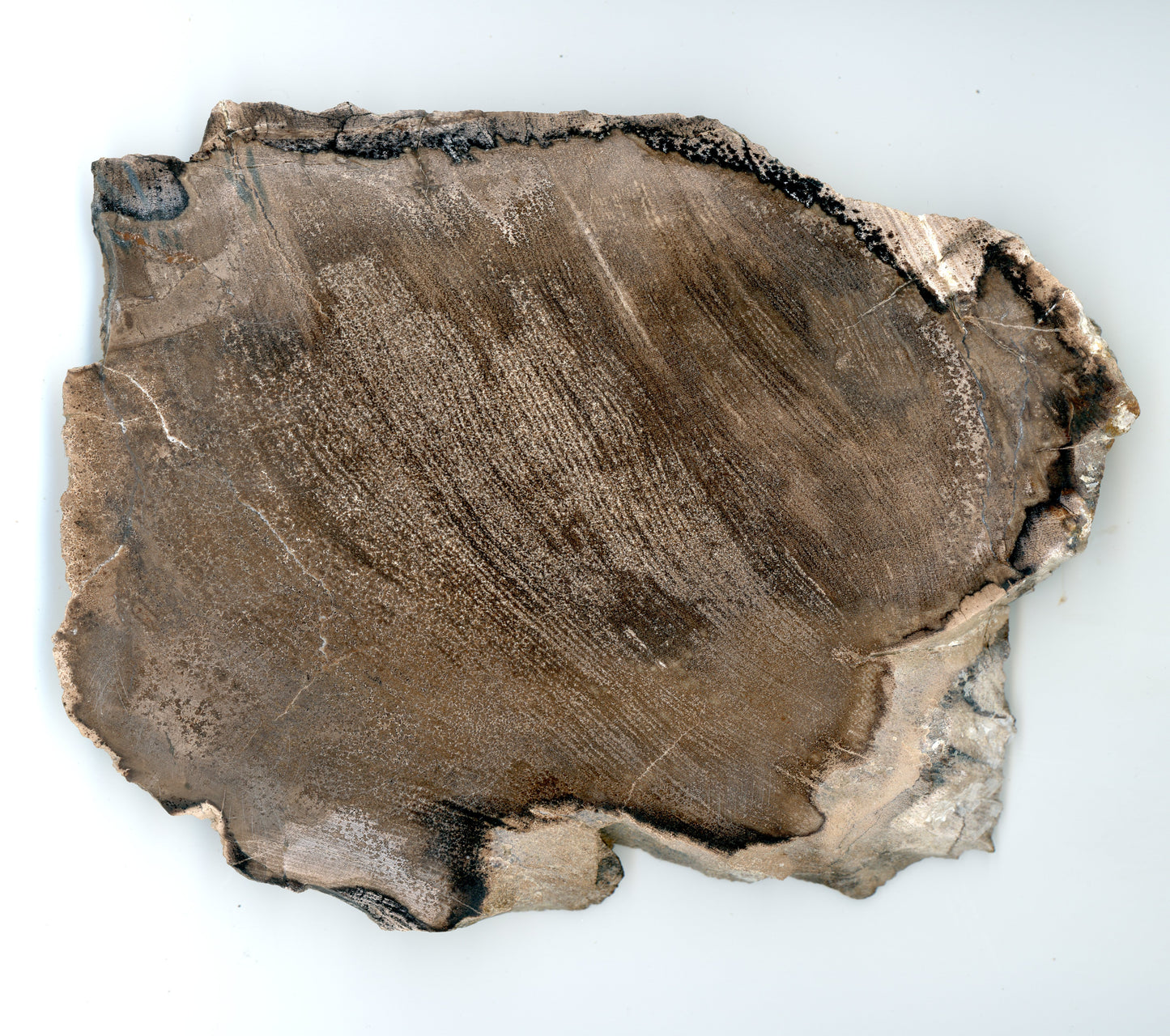 Opalizované jilmovité dřevo