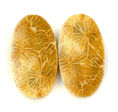 Cabochons pair fossil coral