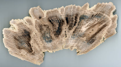 Petrified oak
