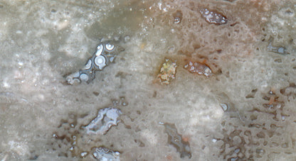 Agate sea sponge in Jurassic chert