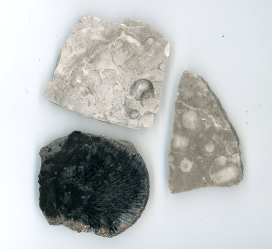 Zkameněliny ve vápenci kolekci 3 KS