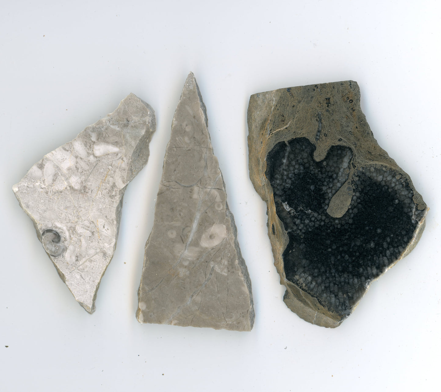 Zkameněliny ve vápenci
