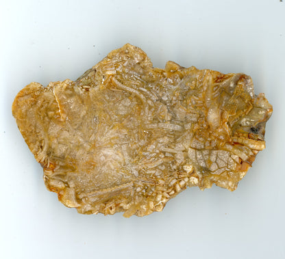 Nadrcené schránky amonitů v chalcedonu