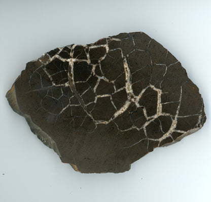 Septaria - pelosiderite concretion