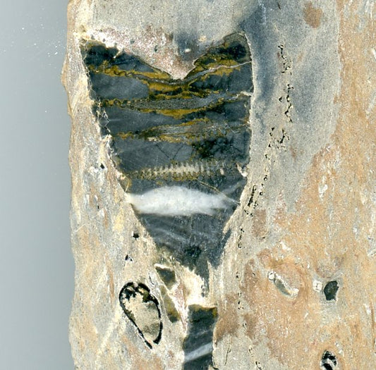 Zachovalý kus stonku lilijice ve stínavsko-chabičovské břidlici