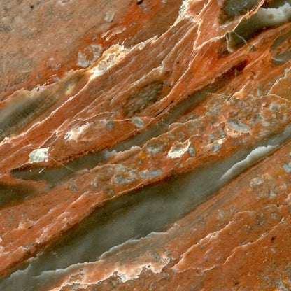 Blood limestone with fossils