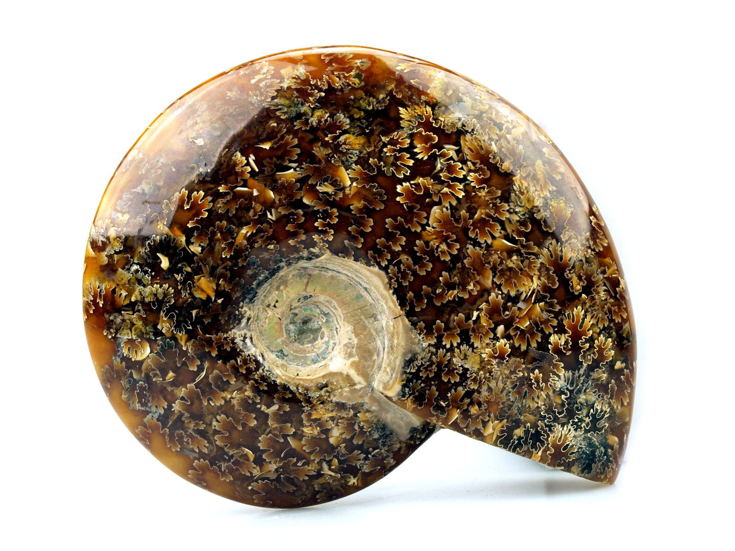 Aragonite ammonite core (Cleoniceras), 1pc