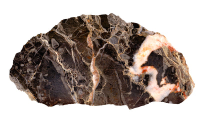 Habrůveck limestone with phosphorite and rough corals, Moravian Karst