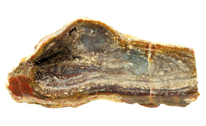 Fossilized prehistoric horsetail in masák jasper