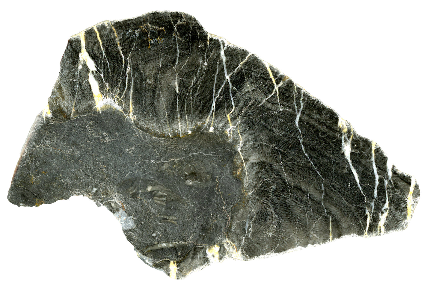 Lažánec limestone with plate coral of the genus Alveolites, Moravian Karst