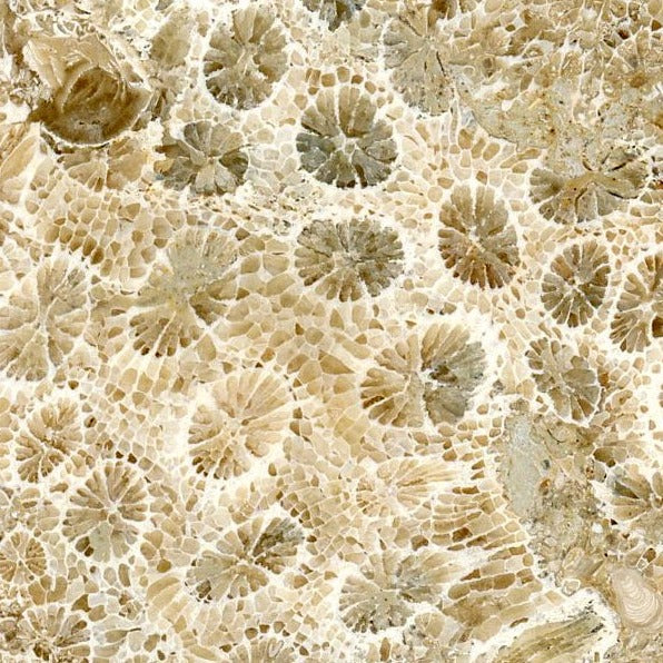 Třetihorní korál