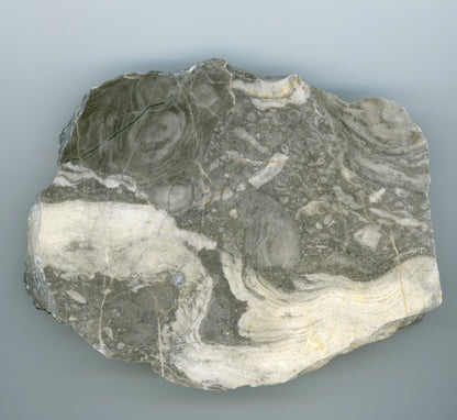 Vilémovice limestone with various genera of stromatospores
