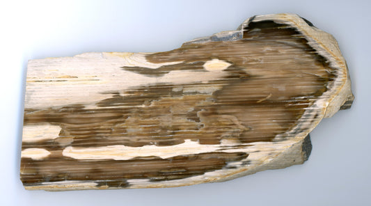 Petrified oak - longitudinal and transverse section