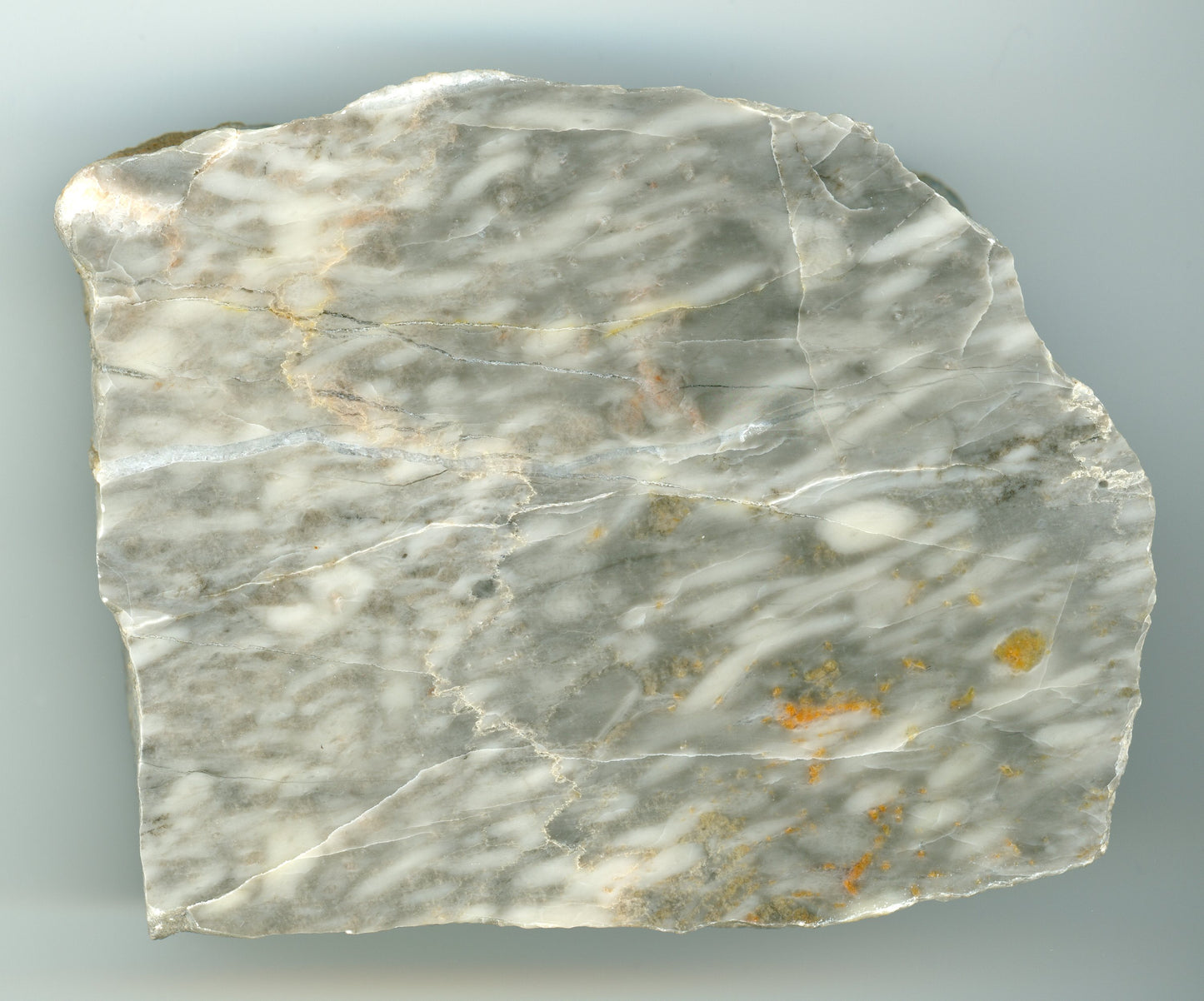 Vilémovice limestone with recrystallized stromatopore of the genus Amphipora