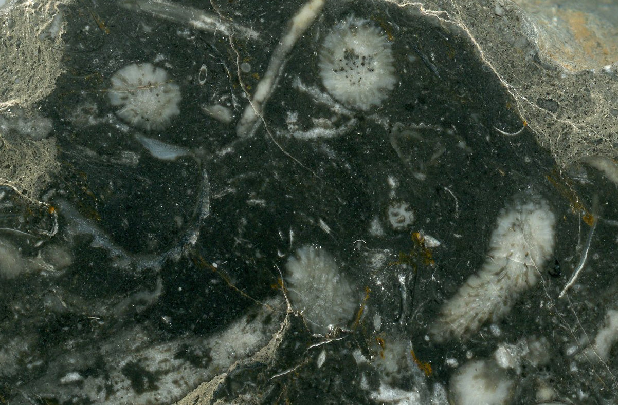 Lažánec limestone with plate coral of the genus Thamnopora