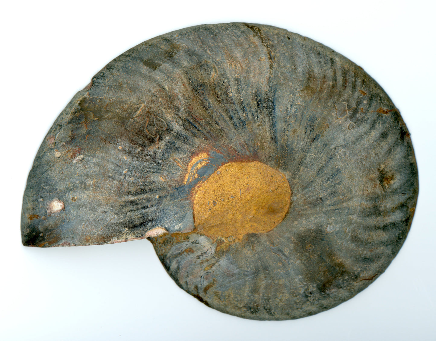 Aragonite ammonite (Cleoniceras), 1pc