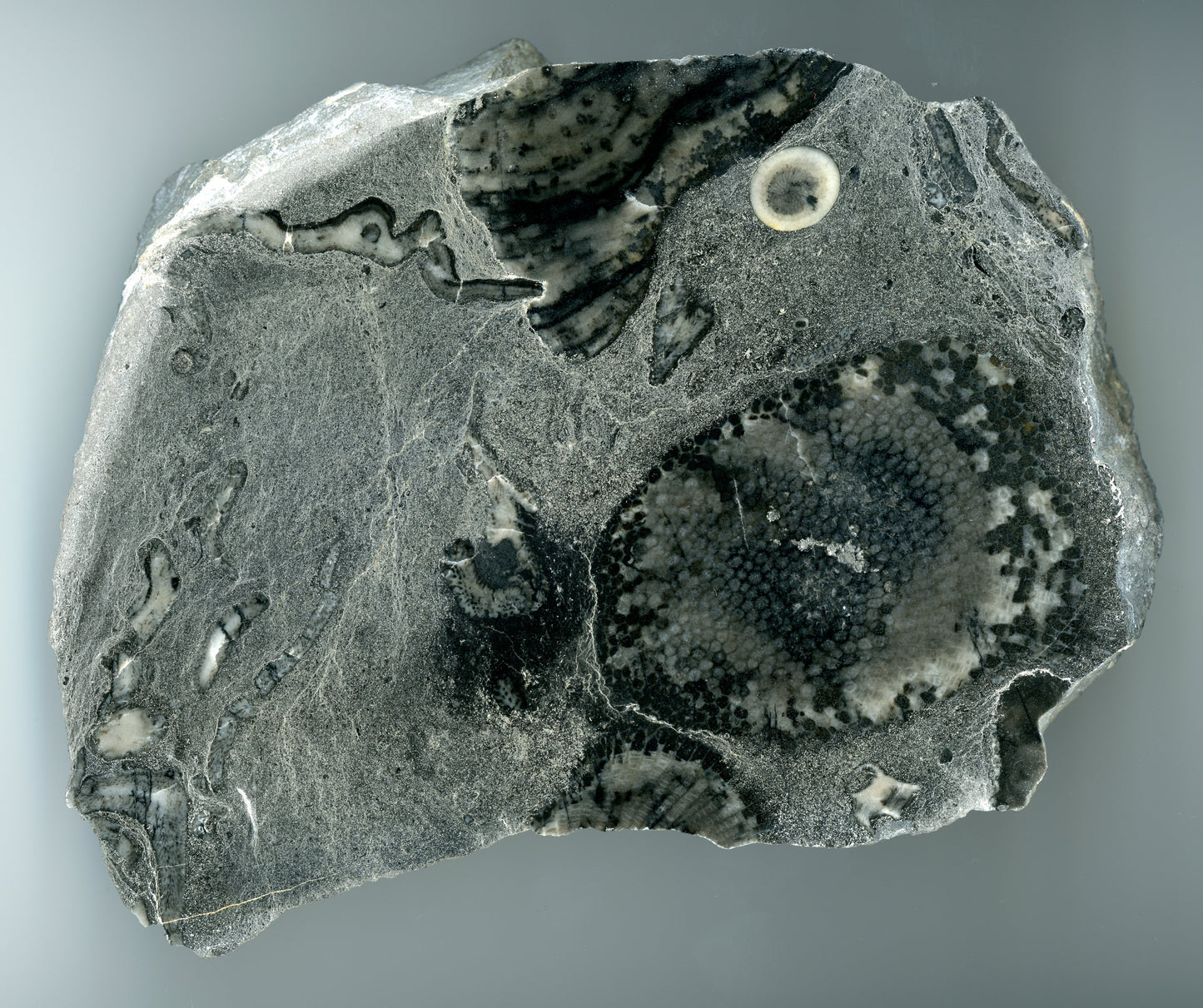 Plate coral of the genera Favosites and Heliolites, Moravian Karst