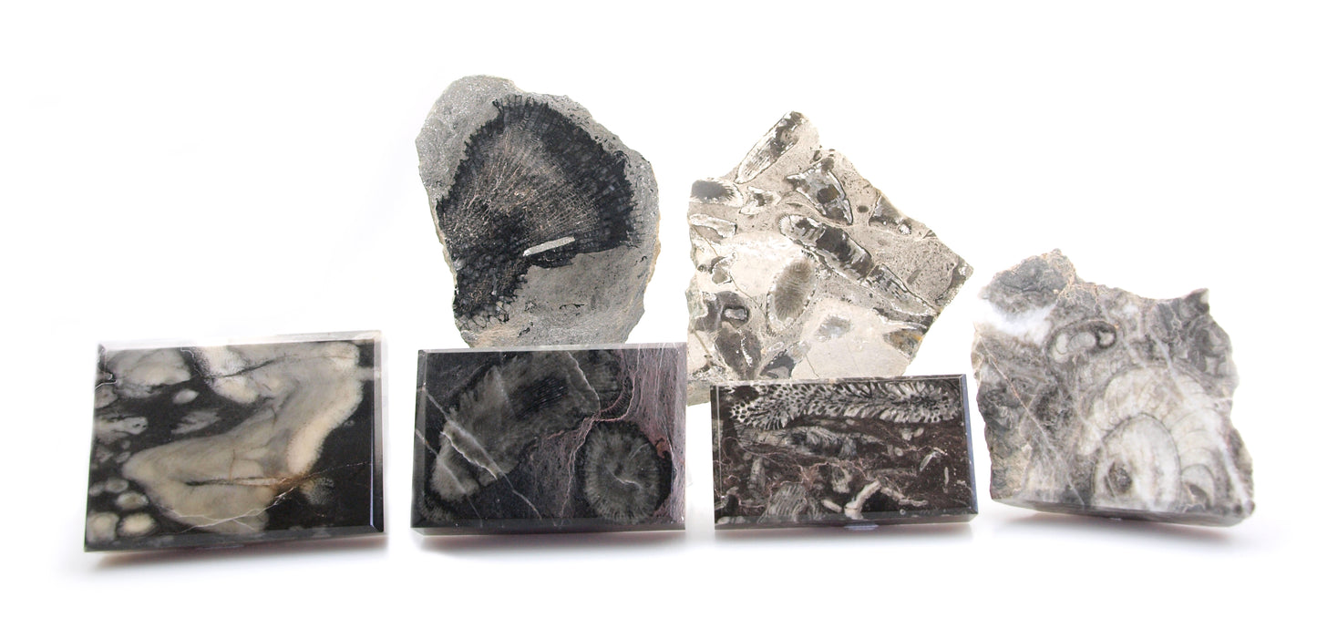 Collection of fossils from the Devonian seas, 6 pcs