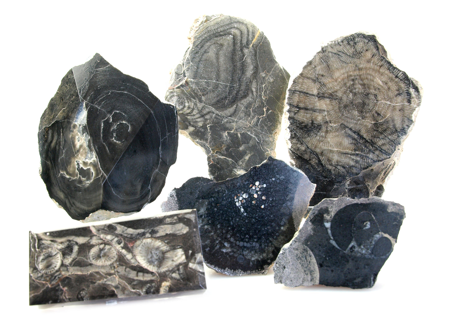 Collection of fossils from the Devonian seas, 6 pcs
