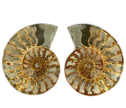 Aragonite ammonite (Cleoniceras), pair