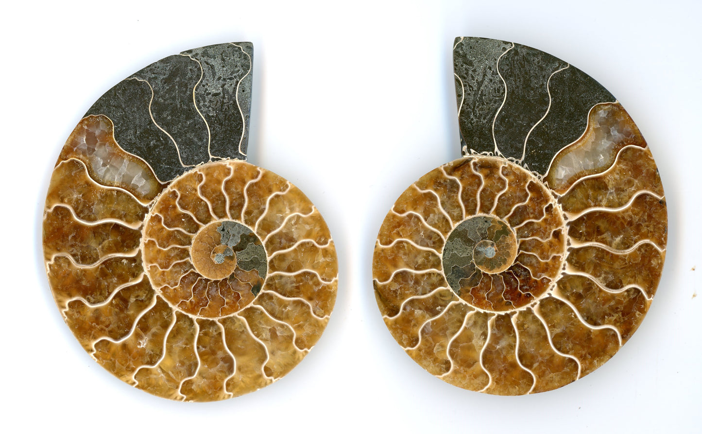 A pair of polished aragonite ammonites (Cleoniceras), a pair